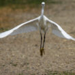 Aigrette garzette